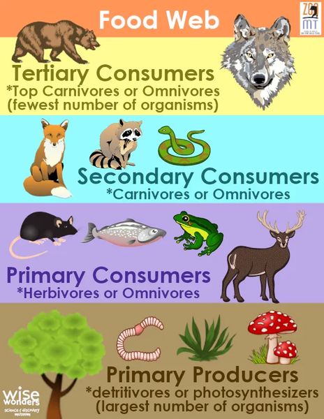 food-webs-challenge